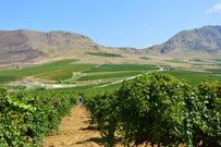 Wijnen uit Frankrijk, Italië en Spanje